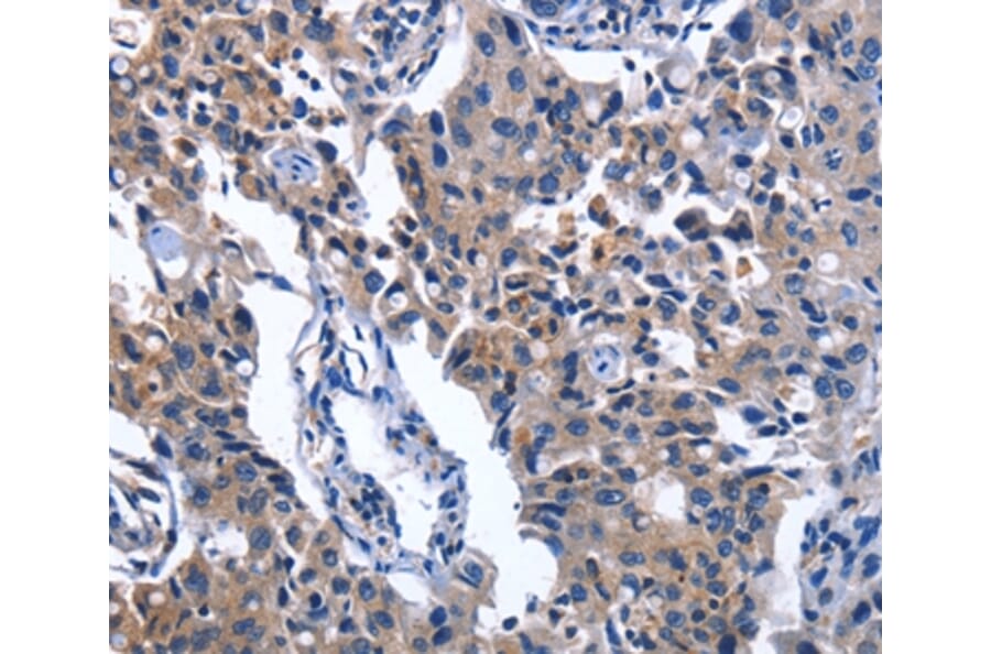 Immunohistochemistry - NAT8 Antibody from Signalway Antibody (36180) - Antibodies.com