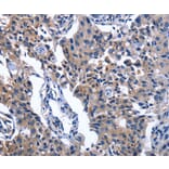 Immunohistochemistry - NAT8 Antibody from Signalway Antibody (36180) - Antibodies.com