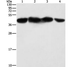 PGK2 Antibody from Signalway Antibody (36193) - Antibodies.com