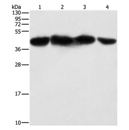 PGK2 Antibody from Signalway Antibody (36193) - Antibodies.com