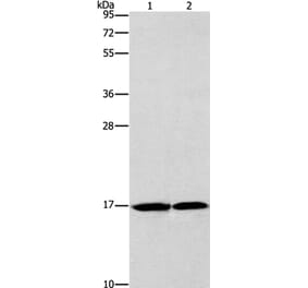 GMFG Antibody from Signalway Antibody (36200) - Antibodies.com