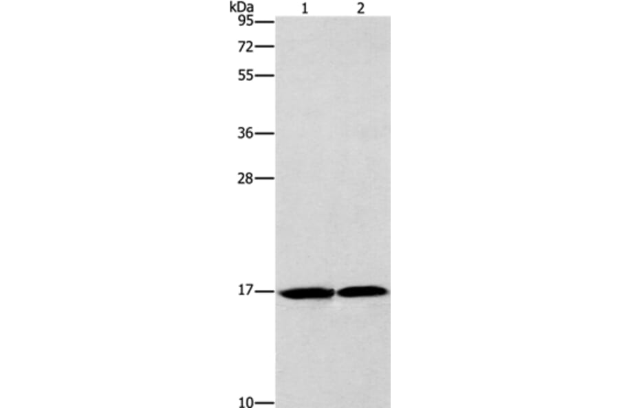 GMFG Antibody from Signalway Antibody (36200) - Antibodies.com