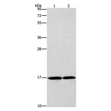 GMFG Antibody from Signalway Antibody (36200) - Antibodies.com