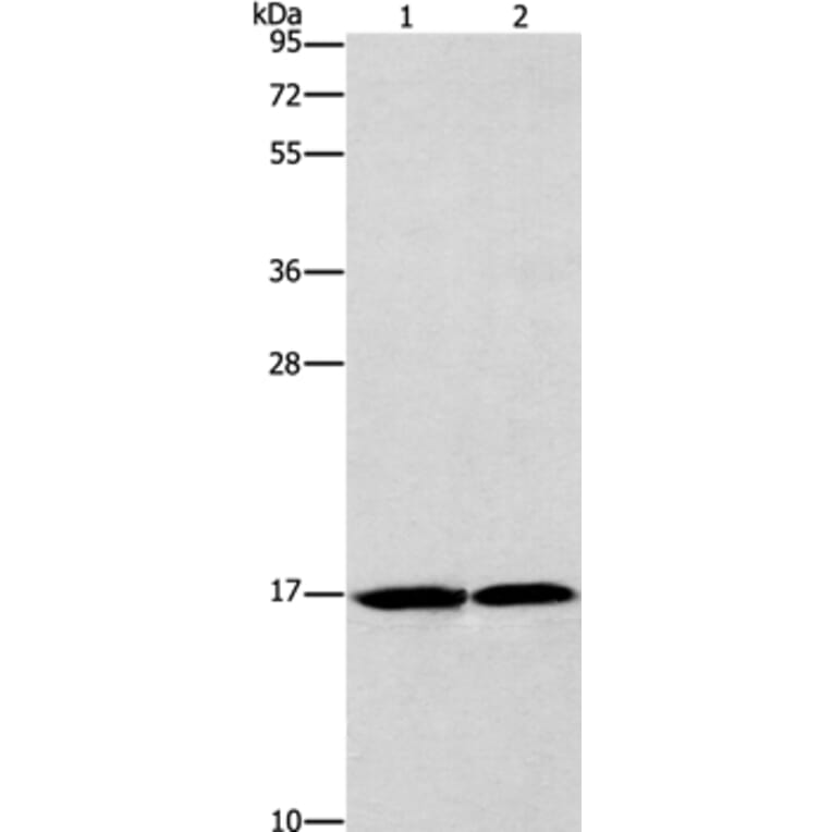 GMFG Antibody from Signalway Antibody (36200) - Antibodies.com