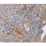 Immunohistochemistry - GMFG Antibody from Signalway Antibody (36200) - Antibodies.com