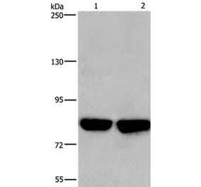 PFKP Antibody from Signalway Antibody (36211) - Antibodies.com