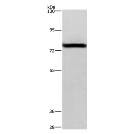 BAP1 Antibody from Signalway Antibody (36226) - Antibodies.com