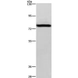 BAP1 Antibody from Signalway Antibody (36226) - Antibodies.com