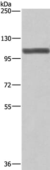 Gel: 6%SDS-PAGE Lysate: 40ug NIH/3T3 cell Primary antibody: 1/275 dilution Secondary antibody dilution: 1/8000 Exposure time: 1 minute