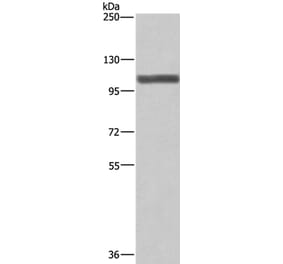 XPO1 Antibody from Signalway Antibody (36228) - Antibodies.com