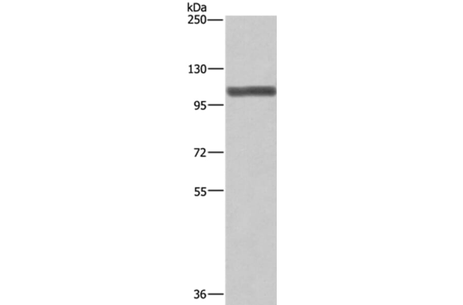 XPO1 Antibody from Signalway Antibody (36228) - Antibodies.com