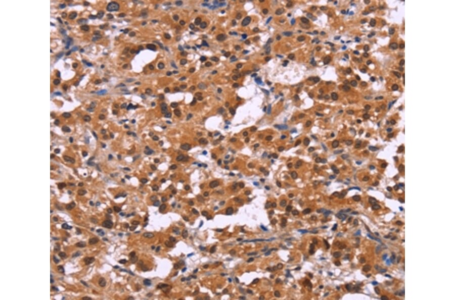 Immunohistochemistry - XPO1 Antibody from Signalway Antibody (36228) - Antibodies.com