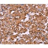 Immunohistochemistry - XPO1 Antibody from Signalway Antibody (36228) - Antibodies.com