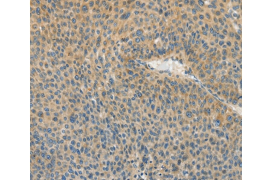 Immunohistochemistry - ASPA Antibody from Signalway Antibody (36246) - Antibodies.com