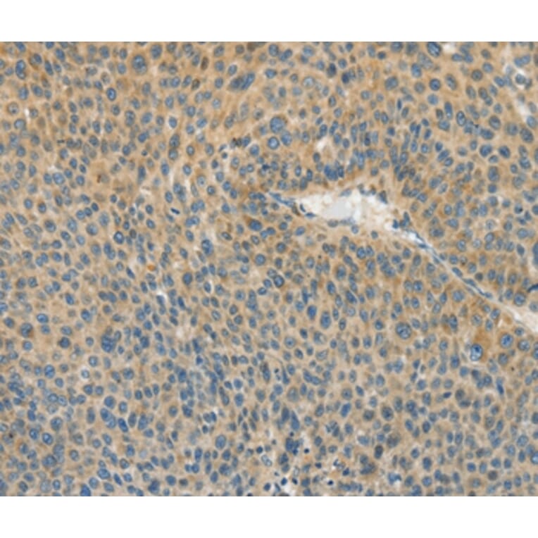 Immunohistochemistry - ASPA Antibody from Signalway Antibody (36246) - Antibodies.com