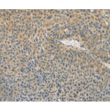 Immunohistochemistry - ASPA Antibody from Signalway Antibody (36246) - Antibodies.com
