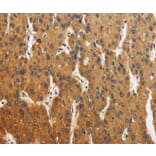 Immunohistochemistry - CALU Antibody from Signalway Antibody (36302) - Antibodies.com