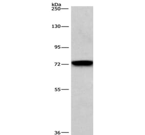 BCAM Antibody from Signalway Antibody (36328) - Antibodies.com