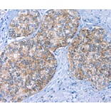 Immunohistochemistry - BCAM Antibody from Signalway Antibody (36328) - Antibodies.com