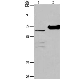 CHDH Antibody from Signalway Antibody (36348) - Antibodies.com