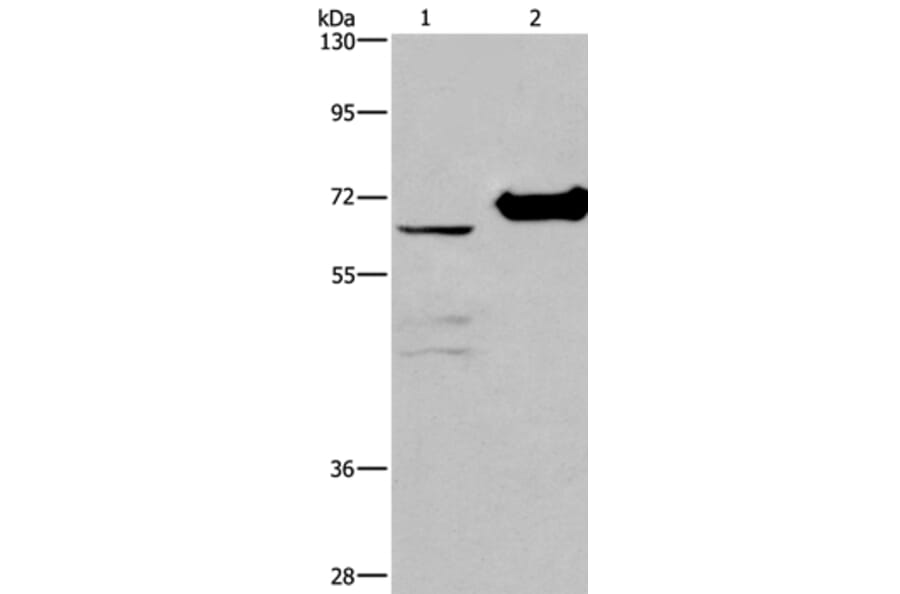 CHDH Antibody from Signalway Antibody (36348) - Antibodies.com