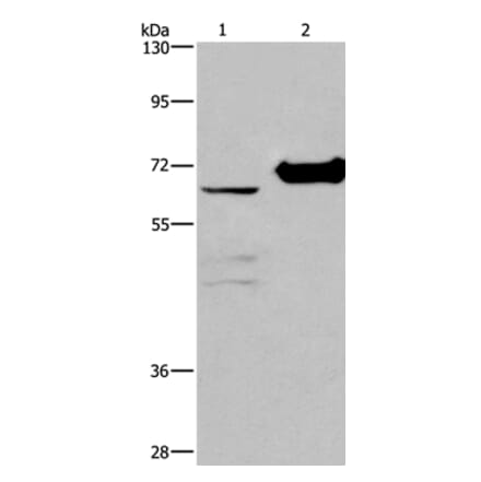 CHDH Antibody from Signalway Antibody (36348) - Antibodies.com