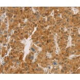 Immunohistochemistry - CPA2 Antibody from Signalway Antibody (36364) - Antibodies.com