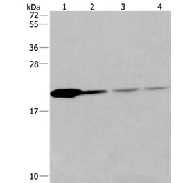 PPIB Antibody from Signalway Antibody (36382) - Antibodies.com