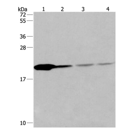 PPIB Antibody from Signalway Antibody (36382) - Antibodies.com