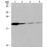 PPIB Antibody from Signalway Antibody (36382) - Antibodies.com