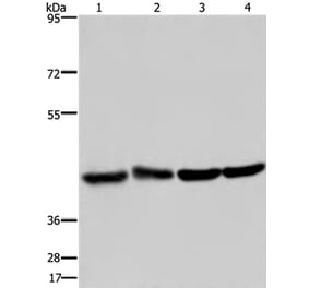 DRG1 Antibody from Signalway Antibody (36423) - Antibodies.com