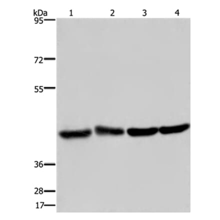 DRG1 Antibody from Signalway Antibody (36423) - Antibodies.com