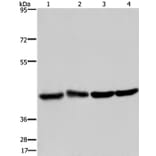 DRG1 Antibody from Signalway Antibody (36423) - Antibodies.com