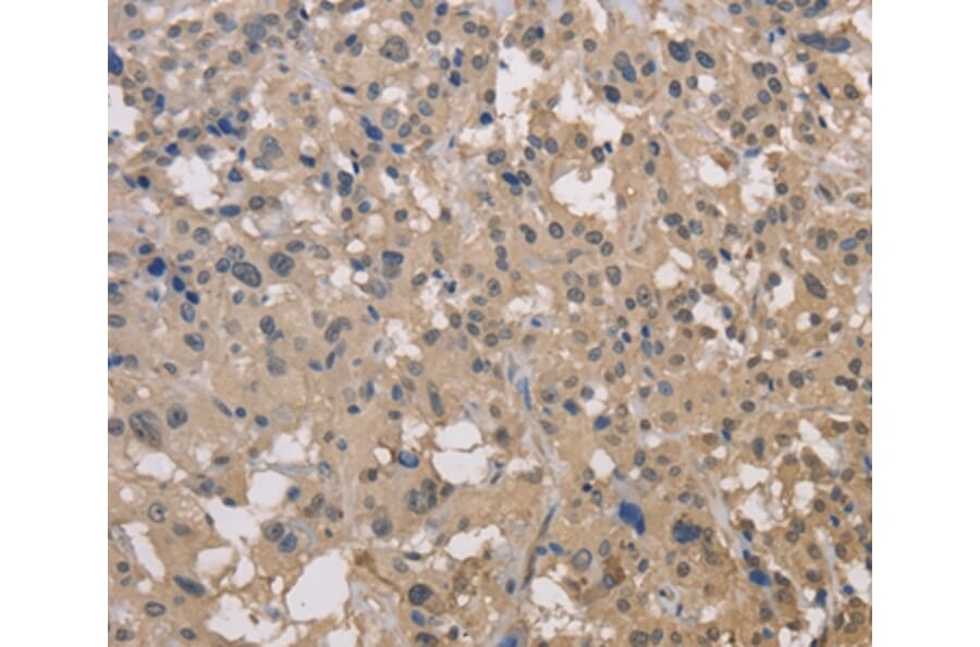 Immunohistochemistry - DRG1 Antibody from Signalway Antibody (36423) - Antibodies.com