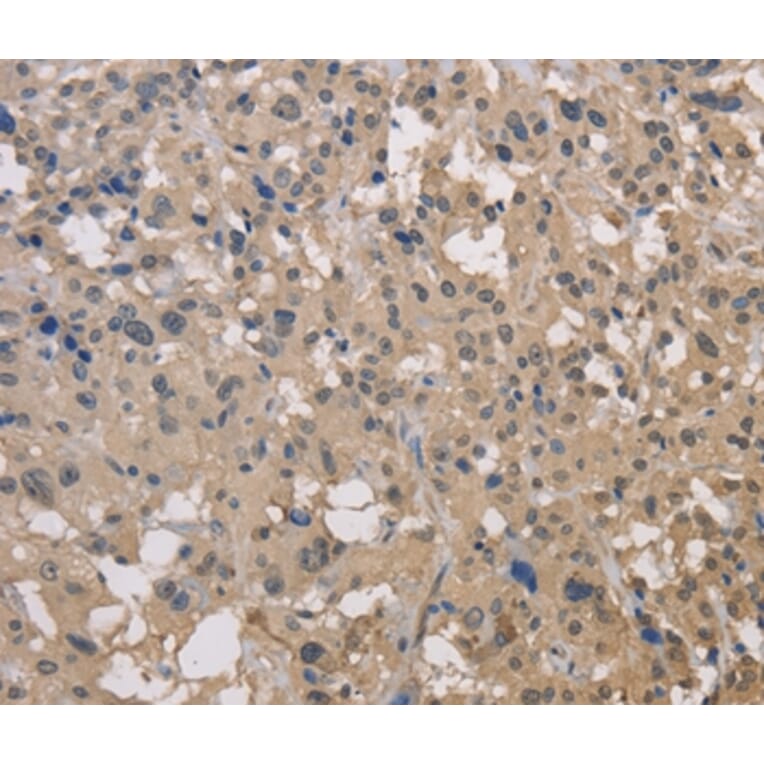 Immunohistochemistry - DRG1 Antibody from Signalway Antibody (36423) - Antibodies.com
