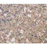 Immunohistochemistry - DRG1 Antibody from Signalway Antibody (36423) - Antibodies.com