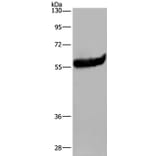 ESR2 Antibody from Signalway Antibody (36447) - Antibodies.com