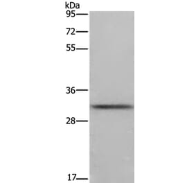 FCAR Antibody from Signalway Antibody (36474) - Antibodies.com