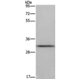 FCAR Antibody from Signalway Antibody (36474) - Antibodies.com