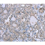 Immunohistochemistry - FCAR Antibody from Signalway Antibody (36474) - Antibodies.com