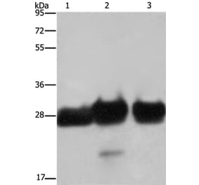 FHL1 Antibody from Signalway Antibody (36482) - Antibodies.com