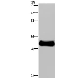 FHL3 Antibody from Signalway Antibody (36483) - Antibodies.com