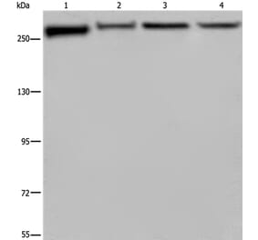 FLNA Antibody from Signalway Antibody (36484) - Antibodies.com