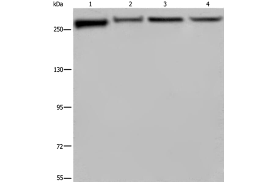 FLNA Antibody from Signalway Antibody (36484) - Antibodies.com