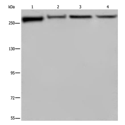 FLNA Antibody from Signalway Antibody (36484) - Antibodies.com