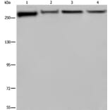 FLNA Antibody from Signalway Antibody (36484) - Antibodies.com