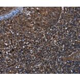 Immunohistochemistry - GALT Antibody from Signalway Antibody (36494) - Antibodies.com