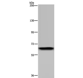 GBP5 Antibody from Signalway Antibody (36497) - Antibodies.com