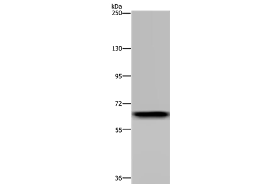 GBP5 Antibody from Signalway Antibody (36497) - Antibodies.com