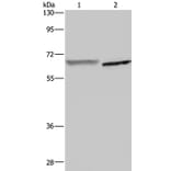 GCKR Antibody from Signalway Antibody (36500) - Antibodies.com